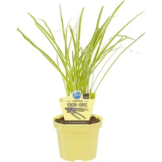 Blu Bio-Knobi-Gras Topf-Ø ca. 11 cm Talbaghia