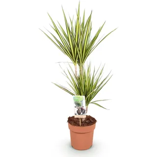Dracaena Sunray – Drachenblutbaum – 17cm – Höhe 70–75cm – Pflegeleichte Zimmerpflanze in Grün und Gelb für moderne Wohn- und Arbeitsräume - Grün, Gelb