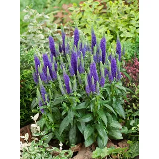 Veronica spicata 'Ulster Dwarf Blue', Ähriger Ehrenpreis, blau, ca. 9x9 cm Topf - Blau