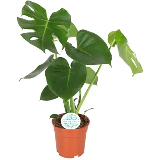 Meergroothandel Monstera Deliciosa (Lochpflanze) - 55 cm, Ø17 cm