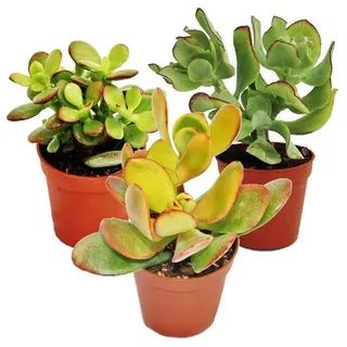 EXOTENHERZ Set mit Geldbäumen, 3 verschiedene Crassula-Arten in Töpfen mit einem Durchmesser von 5,5 cm - Grün
