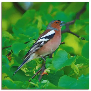 Artland Wandbild »Buchfink Lied«, Vögel, (1 St.), als Leinwandbild, Poster in verschied. Größen, beige