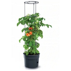 Bild Tomaten-39.2cm anthrazit (IPOM400-S433)