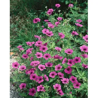 Geranium psilostemon, Armenischer Storchschnabel, leuchtend pink, ca. 11x11 cm Topf