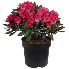 Rhododendron 'Wine and Roses', immergrün, Gartenpflanze, Laubstrauch, pflegeleicht, Blütenstrauch, dunkelrote Blüten, winterhart