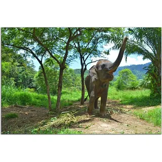 Wallario Outdoor-Poster für Garten oder Balkon, Motiv Junger Elefant im Dschungel, in ca. 61 x 91,50 cm - Schwarz