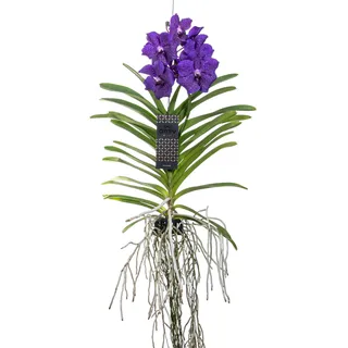 Plant in a Box - Vanda-Orchidee - Vanda 'Blue' - Höhe 55-65cm