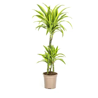 Drachenbaum - Dracaena deremensis "Lemon Lime" - Grünpflanze - 90-110cm hoch - 21cm Topf - Gelb