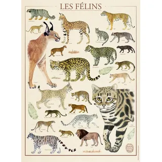 Nathan - Puzzle 500 Teile - Die Katzen/Nationalmuseum für Naturgeschichte - Erwachsene und Kinder ab 12 Jahren - Premium Puzzle - Nostalgie Collection - 12000978
