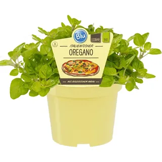 Blu Bio-Oregano Topf-Ø ca. 12 cm Origanum