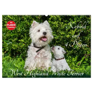 Kobold auf 4 Pfoten - West Highland White Terrier (Wandkalender 2026 DIN A2 quer), CALVENDO Monatskalender: West Highland White Terrier begleiten auf bezaubernden Fotos durch das Jahr (CALVENDO Tiere)