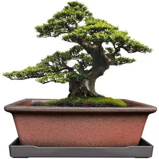 MUZHI Dekorativer Bonsai-Pflanztopf aus Keramik, 21,6 cm, mit Tablett, atmungsaktiv, unglasiert, rechteckig, Terrakotta, Ton, Topf für Baum, Sukkulenten, Kakteen, drinnen und draußen, Rotbraun