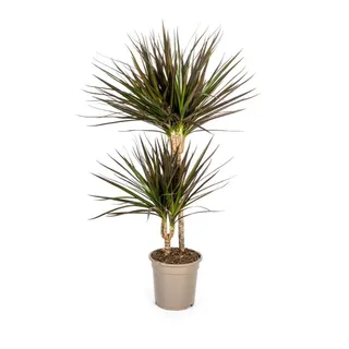 Dracaena Marginata Magenta, 19-cm-Topf – Höhe 70–90 cm - Grün