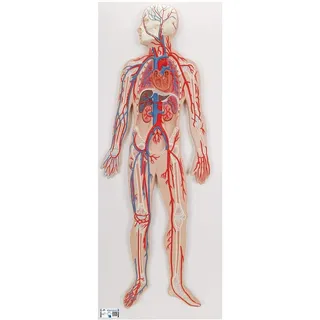 3B Scientific® Blutkreislauf-Modell – Humananatomie-Lehrmodell zur Darstellung des systemischen & pulmonalen Kreislaufs, Langlebiges PVC + Smart Anatomy App (5 Jahre Garantie)