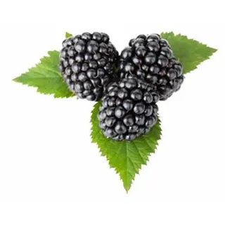 Dornlose Brombeere Chester 60-70 cm Thornless Rubus fruticosus Chester Thornless