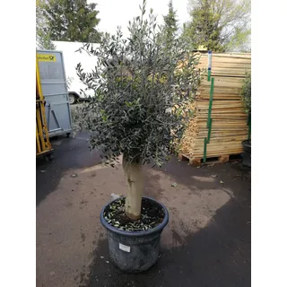 XXL Olivenbaum 25-30 Jahre alt Olea Europea 160-200cm Stammumfang 20 cm
