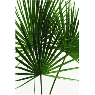 Komar Wandbild | Palmtree Leaves | Poster, Bild, Wohnzimmer, Schlafzimmer, Dekoration, Kunstdruck | ohne Rahmen | P061-50x70 | Größe: 50 x 70 cm (Breite x Höhe)
