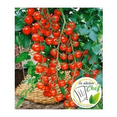 Veredelte Kirsch-Tomate 'Pepe' F1