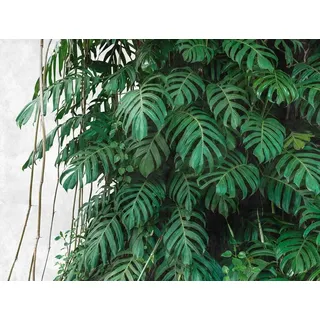 A.S. Création Livingwalls Vliestapete - Tapete Dschungel Palmenblätter in Grün und Grau - Wandtapete für verschiedene Räume - Wandbild XXL 3,71 m x 2,80 m