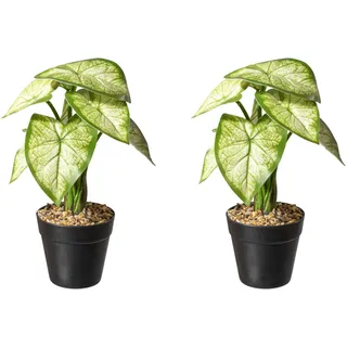 Creativ green Künstliche Zimmerpflanze »Caladium Pflanze«, grün