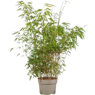 Schirmbambus Set à 100 Stück Höhe ca. 60 - 80 cm Fargesia rufa