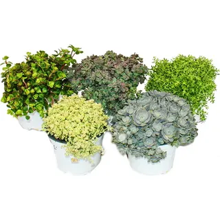 5 verschiedene Winterharte Sedum-Pflanzen - Fetthenne - abwechslungsreiches Farbspiel