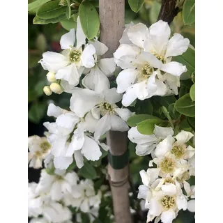 Exochorda hybr. 'The Bride' - Perlbusch, Zierstrauch 80 - 100 cm Container