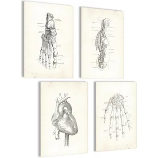 Mojoliving Skelett Anatomie Poster Set - Aesthetic Vintage Bilder für Schlafzimmer Deko