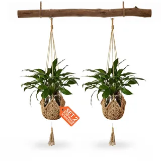 Avilia - Set mit 2 hängenden Blumentöpfen aus Makramee, handgeflochten, für Zimmerpflanzen, rustikale Boho-Dekoration, einfach mit Haken aufzuhängen, eleganter und platzsparender Stil