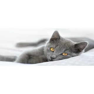 Tulup® Küchenrückwand Spritzschutz aus Glas -125x50 -Spritzschutz auf gehärtetes Glas Deko Tiere Graue Katze