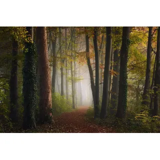 Papermoon "Photo-Art YE, BUNTE WALD DES HERBSTES", bunt,