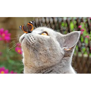 Papermoon »Schmetterling und Katze«, bunt,