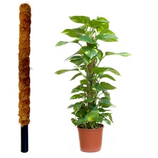 JARDINLIFE Tutor Natürliche Kokosfaser für Kletterpflanzen und Rankpflanzen, Wurzelführer (120 cm)