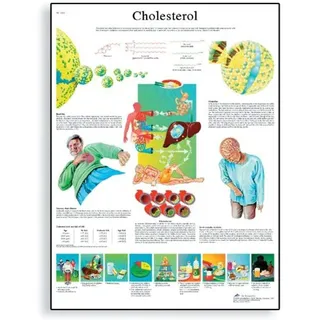 3B Scientific Lehrposter Cholesterin