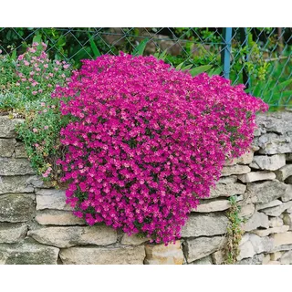 Aubrieta x cult. 'Cascade Red', Blaukissen, leuchtend rot, ca. 9x9 cm Topf