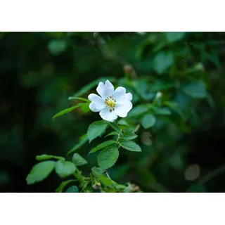 Rosa multiflora, Vielblütige Rose, 40–60 cm