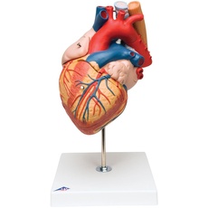 3B Scientific Menschliche Anatomie - Herz mit Luft- und Speiseröhre, 2-fache Größe, 5-teilig + kostenlose Anatomie App - 3B Smart Anatomy, G13
