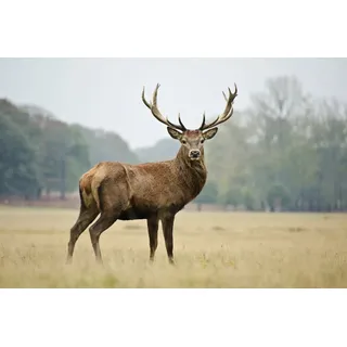 Papermoon Fototapete »HIRSCH-NATUR LANDSCHAFT WILD TIERE WALD BÄUME PFERDE«, bunt