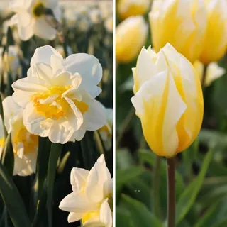 Flowerbulbs Amsterdam - Jacques Darlings 25 Blumenzwiebeln Größe 12+