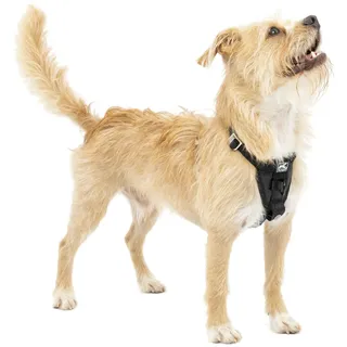 Kurgo TRU-Fit Leine, Halsband Hund, No Pull Hundegeschirr, Frontclipfunktion für Training & Hundegurt fürs Auto, Hunde Zubehör. Größe: S (Klein)