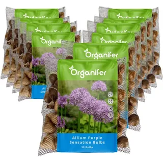 500 Allium Purple Sensation Zwiebeln (XXL Blumenzwiebeln Größe 12/+ cm) - Organifer