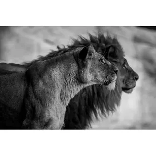 Aluminiumbild , Schwarz, Weiß , Metall, Kunststoff , 148x98 cm , einfache und schnelle Anbringung , Bilder & Rahmen, Bilder, Aluminium-Bilder