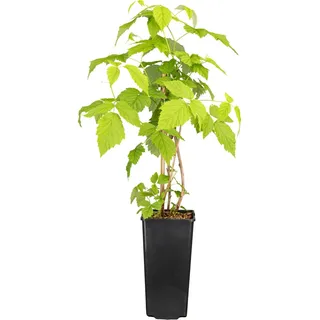 GROW by OBI Himbeere Glen Ample' ca. 40 - 60 cm Rubus idaeus