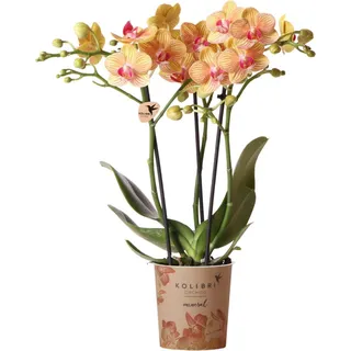 Kolibri Orchids | orange Schmetterlings-Orchidee Topfgröße Ø9cm | Jamaica | blühende Zimmerpflanze - frisch vom Züchter - Orange