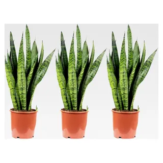 3er-Set Bogenhanf - echte Zimmerpflanze, Sansevieria zeylanica - Höhe ca. 65 cm, Topf-Ø 17 cm