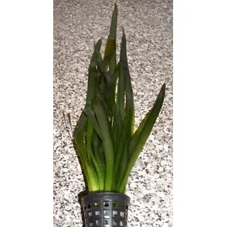 5 Töpfe Vallisneria gigantea, Riesenvallisnerie
