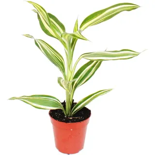 Mini-Pflanze Dracaena sanderiana Drachenbaum Ideal für kleine Schalen und Gläser im 5,5cm Topf