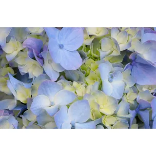 Papermoon "HORTENSIE-BLÜTE-BLUMEN PFLANZEN NATUR MUSTER DEKOR", bunt,