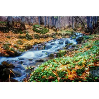 Papermoon "Fluss im Wald", bunt,