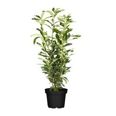 Kirschlorbeer Genolia Set à 30 Stück Höhe ca. 80 - 100 cm Topf ca. 5 l Prunus